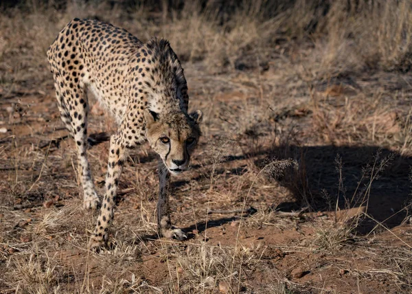 Cheetah Περπατά Αργά Θάμνους Της Ερήμου Στη Ναμίμπια — Φωτογραφία Αρχείου