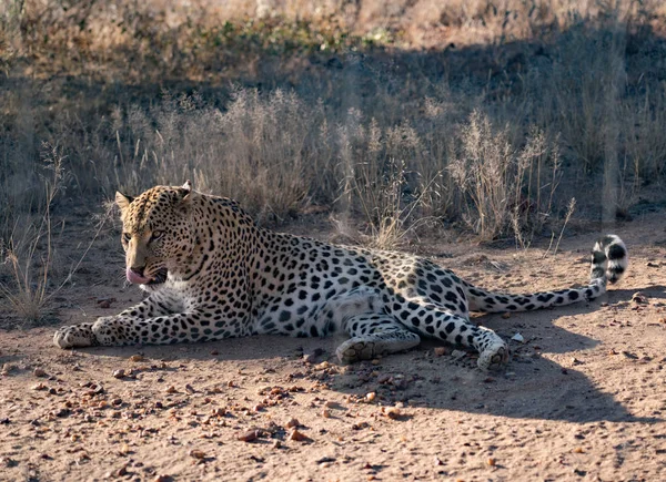 Leopard Liegt Namibia Dreck — Stockfoto