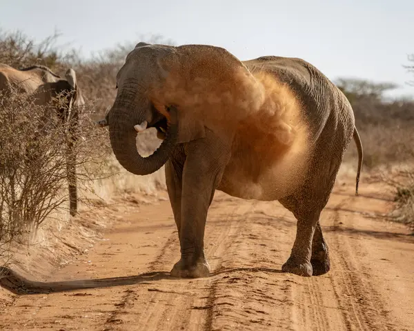 Elefante Lanza Suciedad Espalda Con Fin Frustrar Los Parásitos — Foto de Stock