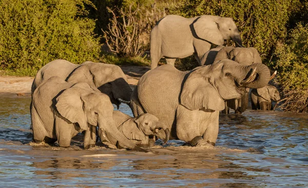 Familia Elefantes Todos Beben Abrevadero Local Botswana — Foto de Stock