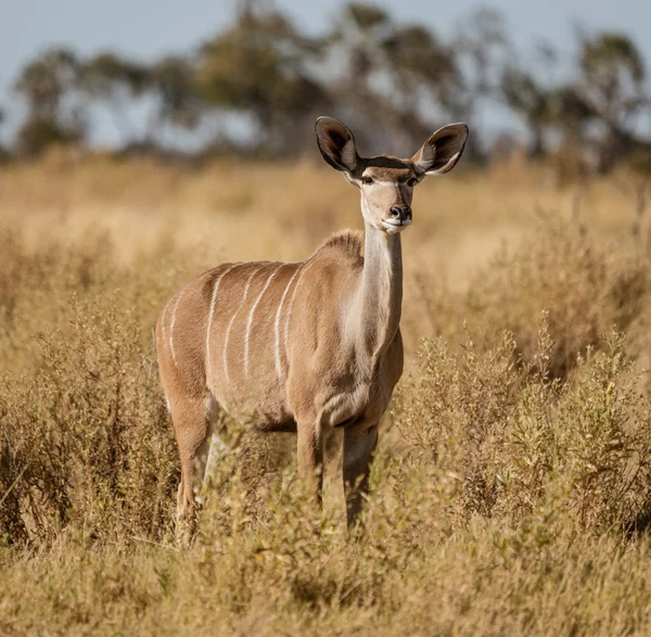 一位孤身一人的女Kudu看着博茨瓦纳的摄影师 — 图库照片