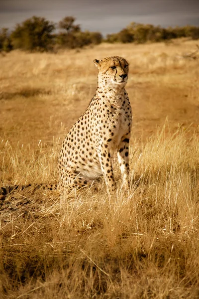 Cheetah Adulto Sienta Escanea Sus Alrededores Namibia — Foto de Stock