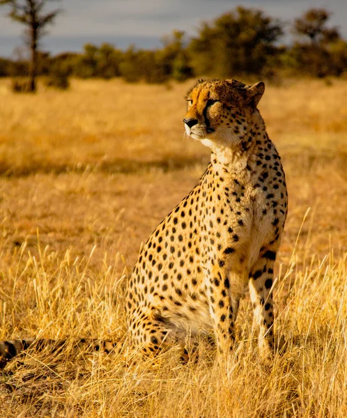 Volwassen Cheeta Zit Zijn Omgeving Namibië Scannen — Stockfoto