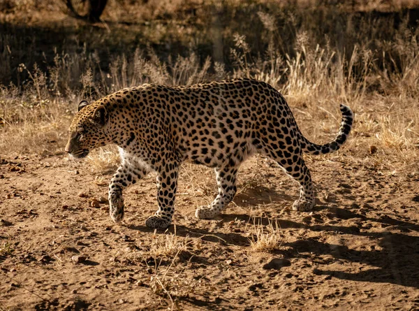 Leopard Περπατά Αργά Θάμνους Της Ερήμου Στη Ναμίμπια — Φωτογραφία Αρχείου