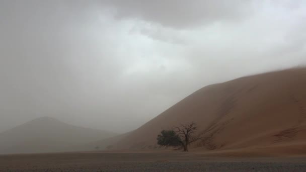 Wind Whips Sandstorm Dunes Namibia — Stock Video