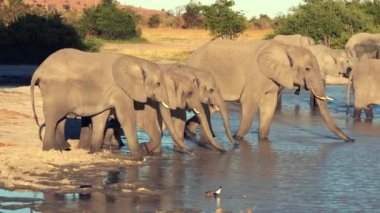 Filler geçit töreni (veya sürüyü) doğal bir su kuyusu Botswana'da içme görülür
