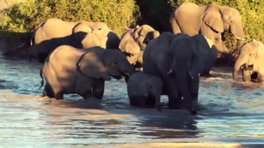 Filler geçit töreni (veya sürüyü) doğal bir su kuyusu Botswana'da içme görülür