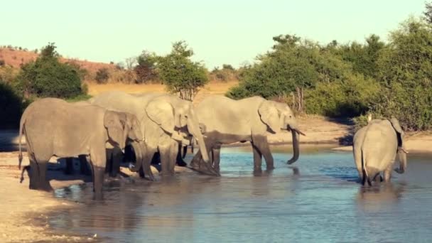 Desfile Manada Elefantes Bebiendo Agujero Agua Natural Botswana — Vídeo de stock