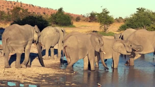 Défilé Troupeau Éléphants Est Buvant Dans Trou Eau Naturel Botswana — Video