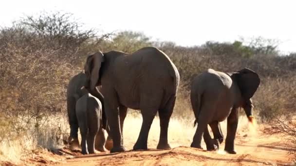 在博茨瓦纳 人们看到大象在背上撒土以防晒防虫 — 图库视频影像
