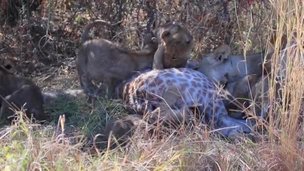 Aslan Yavruları Anneleri Tarafından Öldürülen Bir Zürafayı Yemeye Çalışırlar Dişleri — Stok video