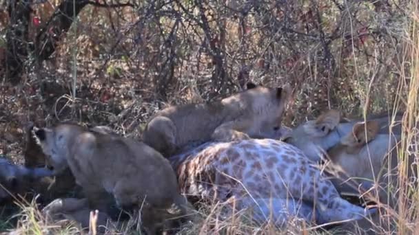 Lví Mláďata Pokusí Sežrat Žirafu Kterou Zabila Jejich Matka Jejich — Stock video