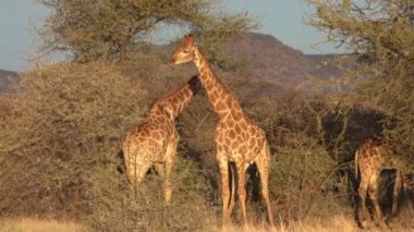 Botswana 'da bir dişinin sevgisi için savaşan iki genç erkek zürafa görülüyor. Video normal hızda, ama dövüş neredeyse yavaş çekimde gerçekleşiyor..