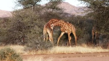 Botswana 'da bir dişinin sevgisi için savaşan iki genç erkek zürafa görülüyor. Video normal hızda, ama dövüş neredeyse yavaş çekimde gerçekleşiyor..