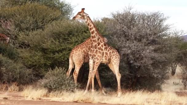 Deux Jeunes Girafes Mâles Battent Pour Les Affections Une Femelle — Video