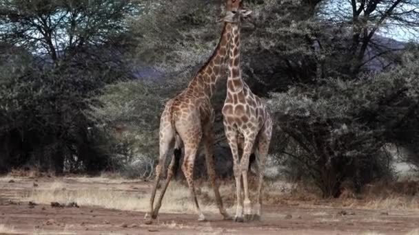 Zwei Junge Männliche Giraffen Kämpfen Botswana Die Zuneigung Eines Weibchens — Stockvideo
