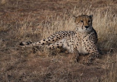 Yetişkin çitalar Namibya 'da kuru çimenlerde uzanır.