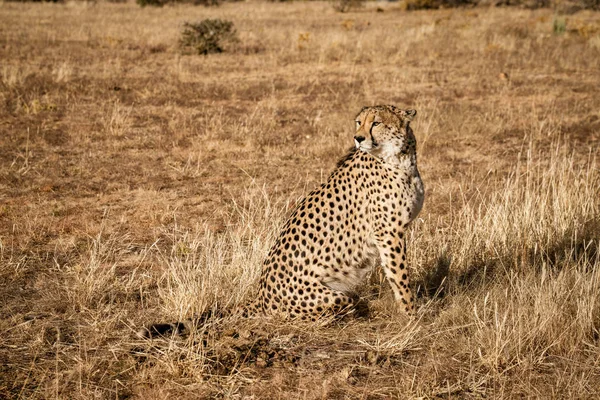 Volwassen Cheeta Zit Zijn Omgeving Namibië Scannen — Stockfoto