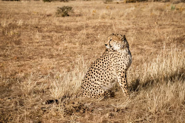 Cheetah Adulto Senta Varre Seu Entorno Namíbia — Fotografia de Stock