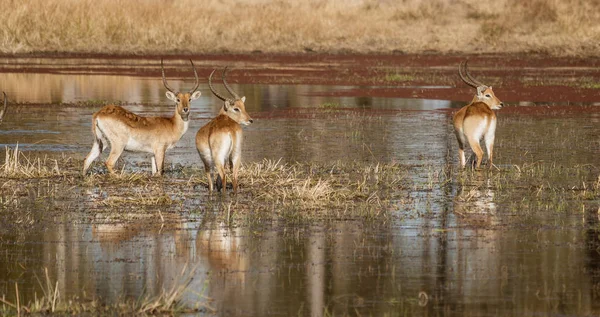 Impala Menudo Coloca Agua Hasta Las Rodillas Cuando Come Porque — Foto de Stock