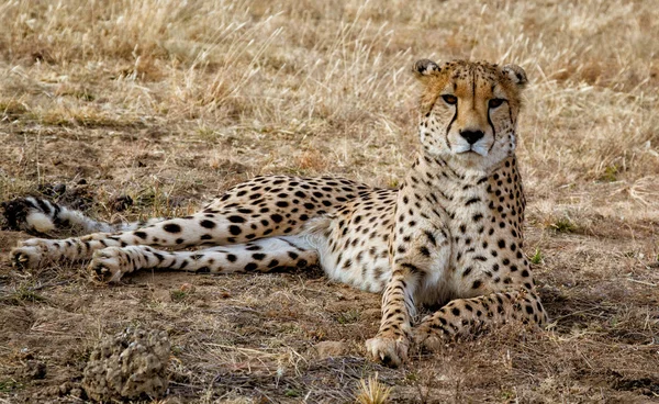Ausgewachsener Gepard Legt Sich Namibia Trockenes Gras — Stockfoto