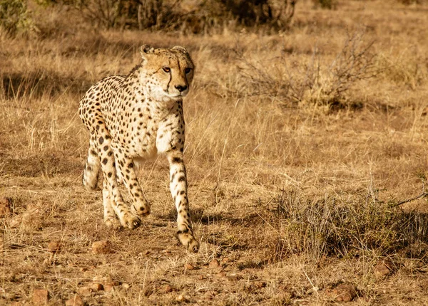 Dorosły Gepard Spaceruje Wśród Krótkiej Suchej Trawy Namibii — Zdjęcie stockowe