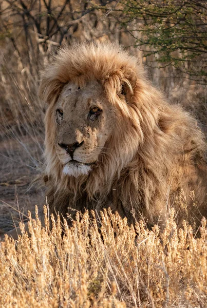 Vuxna Manliga Lejon Ligger Ner Det Korta Torra Gräset Botswana — Stockfoto