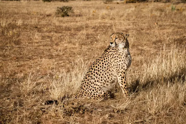 Cheetah Adulto Senta Varre Seu Entorno Namíbia — Fotografia de Stock