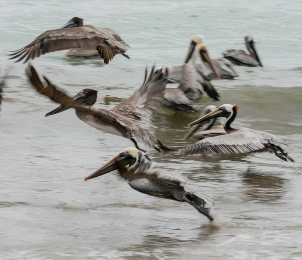 Kahverengi Pelikanlar Sığ Sularda Okyanusta Otururlar Puerto Lopez Ekvador Uçarlar — Stok fotoğraf