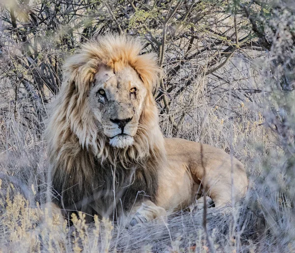 Ενηλίκων Αρσενικό Λιοντάρι Ξαπλώνει Στο Σύντομο Ξηρό Γρασίδι Της Μποτσουάνα — Φωτογραφία Αρχείου