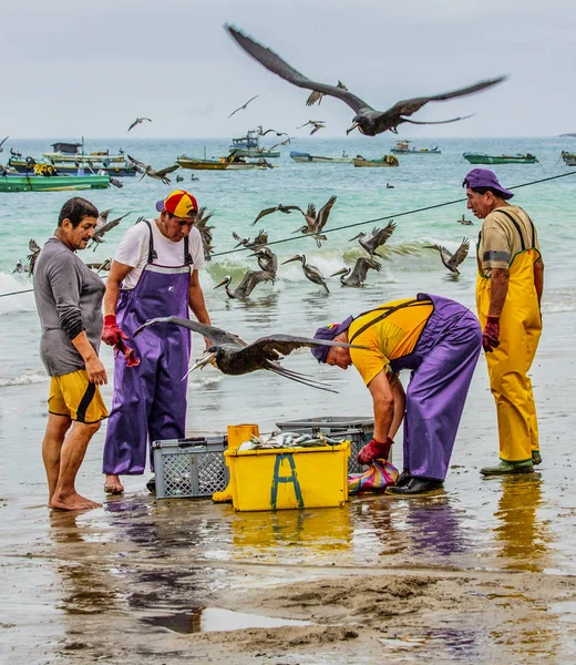 Puerto lopez, ecuador - 12. september 2018 - vögel schwärmen auf der suche nach einer leichten mahlzeit, wenn fischer am ende eines tages aufräumen. — Stockfoto