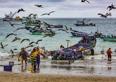 Puerto Lopez, Ekvador - 12 Eylül 2018 - kuşlar sürüsü gibi bir günün sonunda balıkçılar temizlemek için kolay bir yemek arıyor.