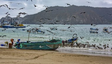Puerto Lopez, Ekvador - 12 Eylül 2018 - kuşlar sürüsü gibi bir günün sonunda balıkçılar temizlemek için kolay bir yemek arıyor.