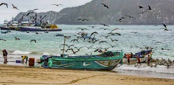 Puerto López, Ecuador - 12 de septiembre de 2018 - aves enjambre en busca de una comida fácil como los pescadores limpian al final de un día . — Foto de Stock