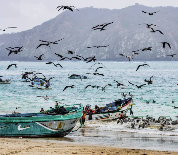 Puerto López, Ecuador - 12 de septiembre de 2018 - pelícanos y fragatas enjambre de aves sobre embarcaciones pesqueras arrojando ópalo al final de un día . — Foto de Stock