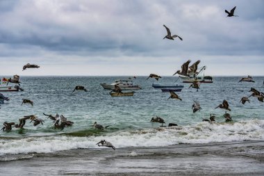 Puerto Lopez, Ekvator - balıkçı tekneleri ofal bir günün sonunda damping üzerinde 12 Eylül 2018 - Pelikan ve fırkateyn kuşları swarm.
