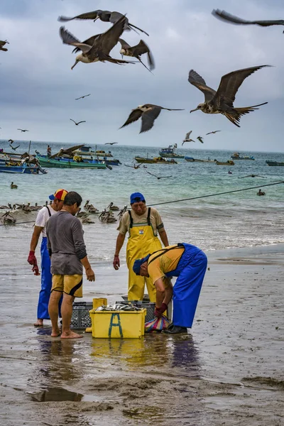 Puerto lopez, ecuador - 12. september 2018 - vögel schwärmen auf der suche nach einer leichten mahlzeit, wenn fischer am ende eines tages aufräumen. — Stockfoto