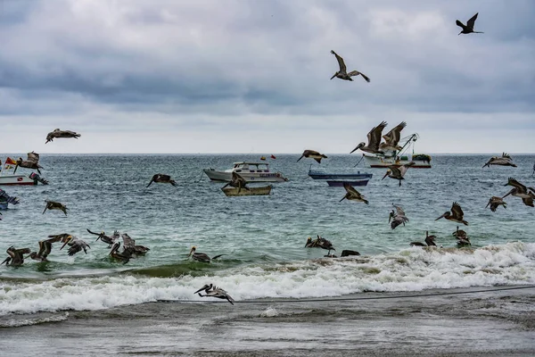 Puerto Lopez, Ecuador - September 12, 2018 - pelicans and frigate birds swarm over fishing boats dumping ofal at the end of a day. — Stock Photo, Image
