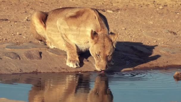 Löwenweibchen trinken aus einem Wasserloch — Stockvideo