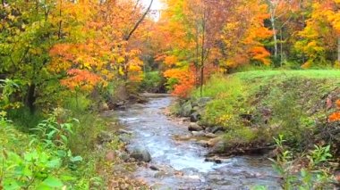 Sonbahar renkleri Vermont sırasında canlı ağaçların arasından Burbling akışı