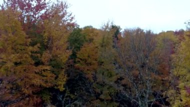 Hava Drone - Vermont sonbaharda tam renkli ağaçlar doğru çıplak ağaçlar üzerinde sinek