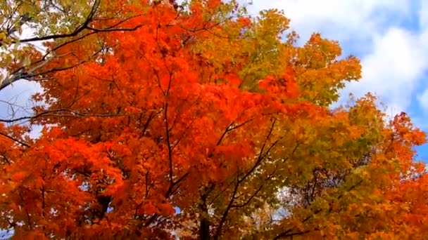 Mouvement lent - Pan à travers les grands arbres avec des feuilles orange soufflant dans la brise pendant les couleurs d'automne dans le Vermont — Video