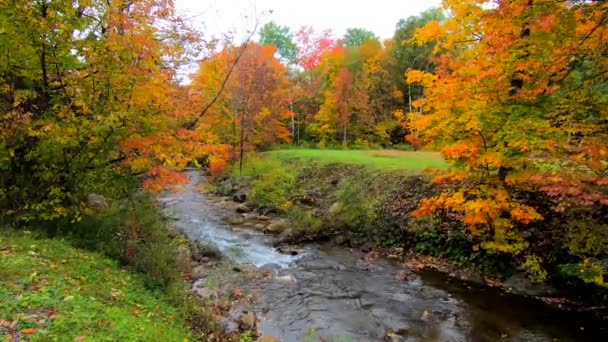 Kleuren Van Stream Burbles Door Middel Van Levendige Bomen Herfst — Stockvideo