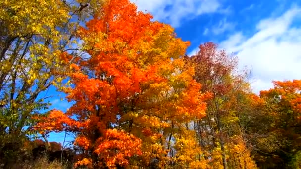 Moción lenta - Pan a través de árboles altos con hojas amarillas y anaranjadas soplando en brisa durante los colores de otoño en Vermont — Vídeo de stock