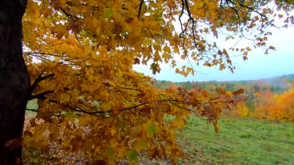 Takken vol met geel stervende bladeren waait in de wind tijdens herfst kleuren in Vermont — Stockvideo