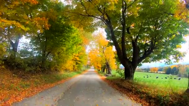 Timelapse - chodzenie pod drzewami w pełnym kolorze jesienią w Vermont — Wideo stockowe