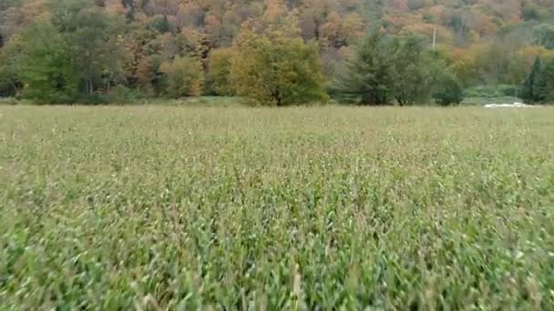 空中无人机-在佛蒙特州秋季准备收获的玉米田上脱脂 — 图库视频影像