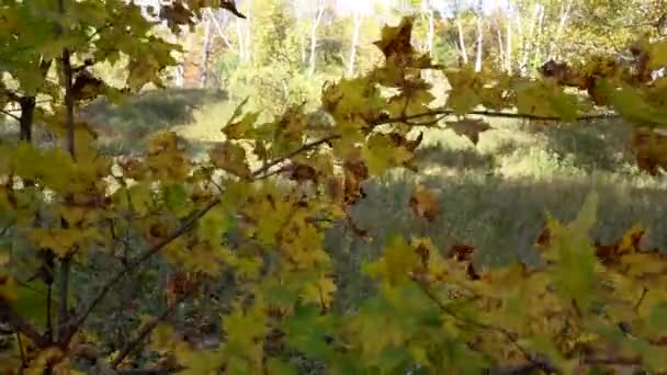 Szél erdei, erdőben sárga levelek alatt a vermonti őszi színek — Stock videók