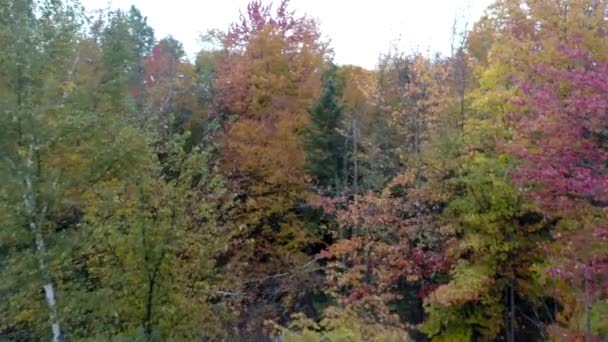 Luchtfoto Drone - vliegen door bomen enkele in kleur en enkele kale in herfst in Vermont — Stockvideo