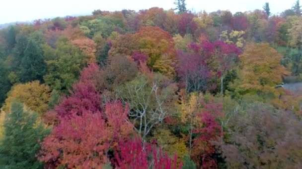 Drone aéreo: vuela sobre el dosel de los árboles a todo color en otoño en Vermont — Vídeo de stock